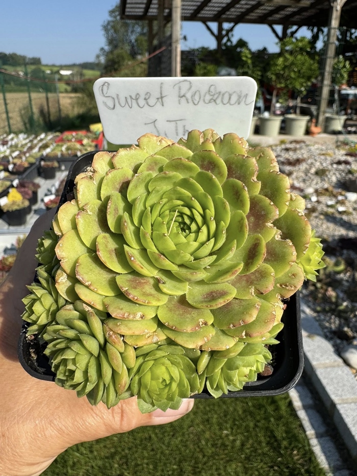 Sweet Rockoon