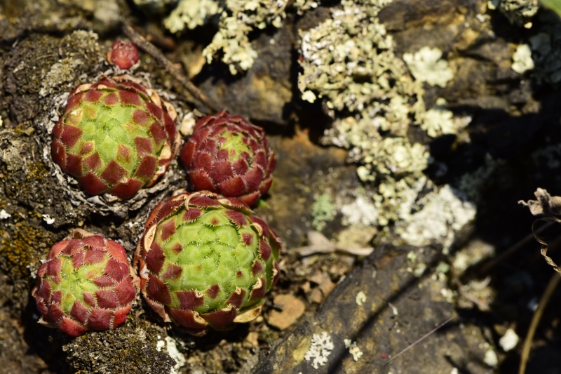 globiferum ssp. globiferum from Čertova skála