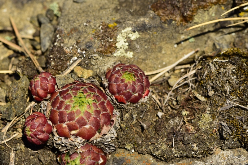 globiferum ssp. globiferum from Čertova skála