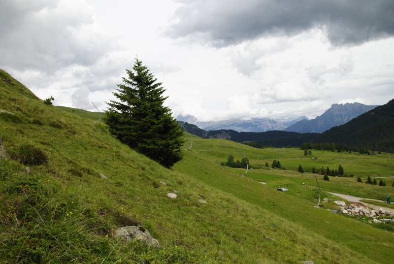wulfenii from Passo di San Pellegrino, oberhalb