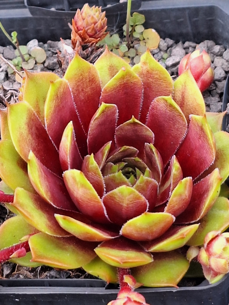 Coral Beauty