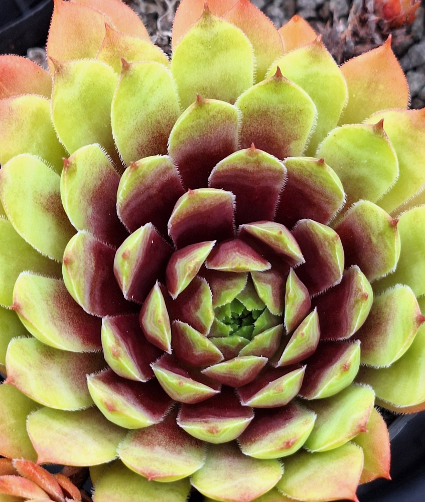 Coral Beauty