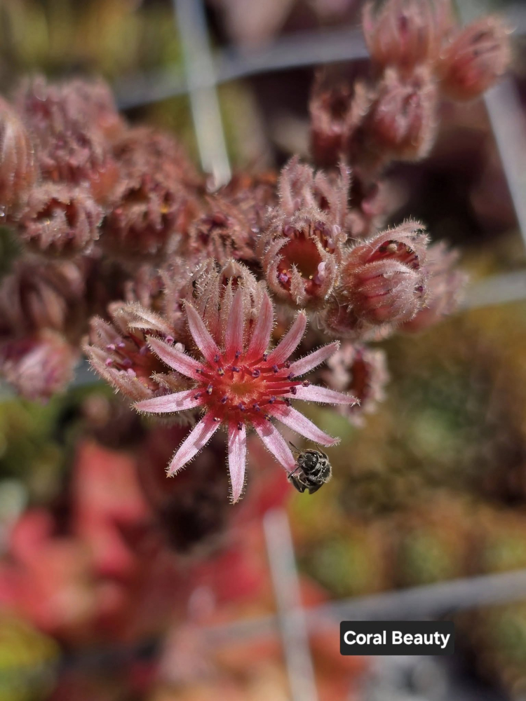 Coral Beauty_Blüte