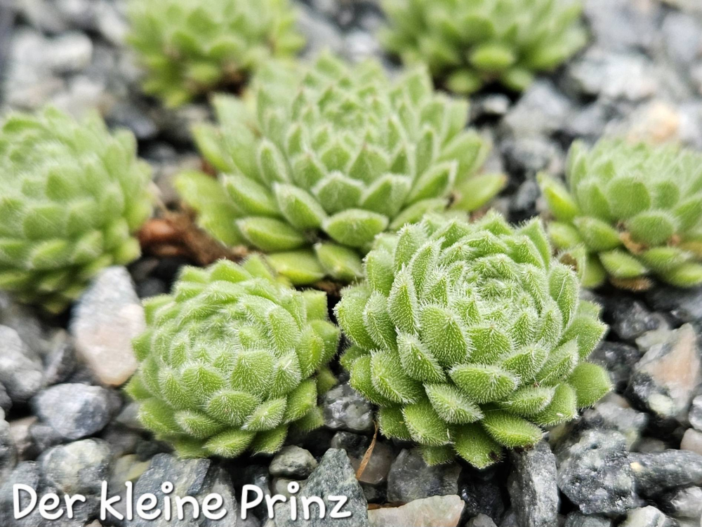 Der Kleine Prinz
