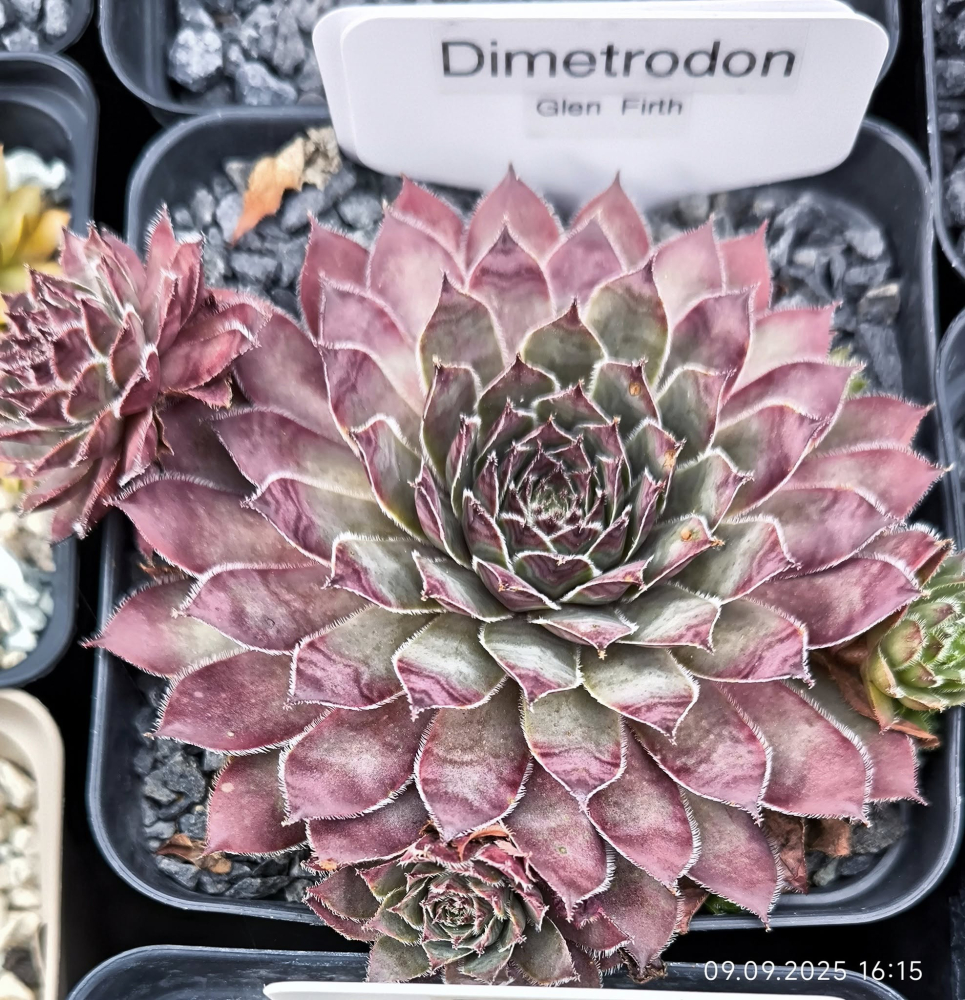 Dimetrodon