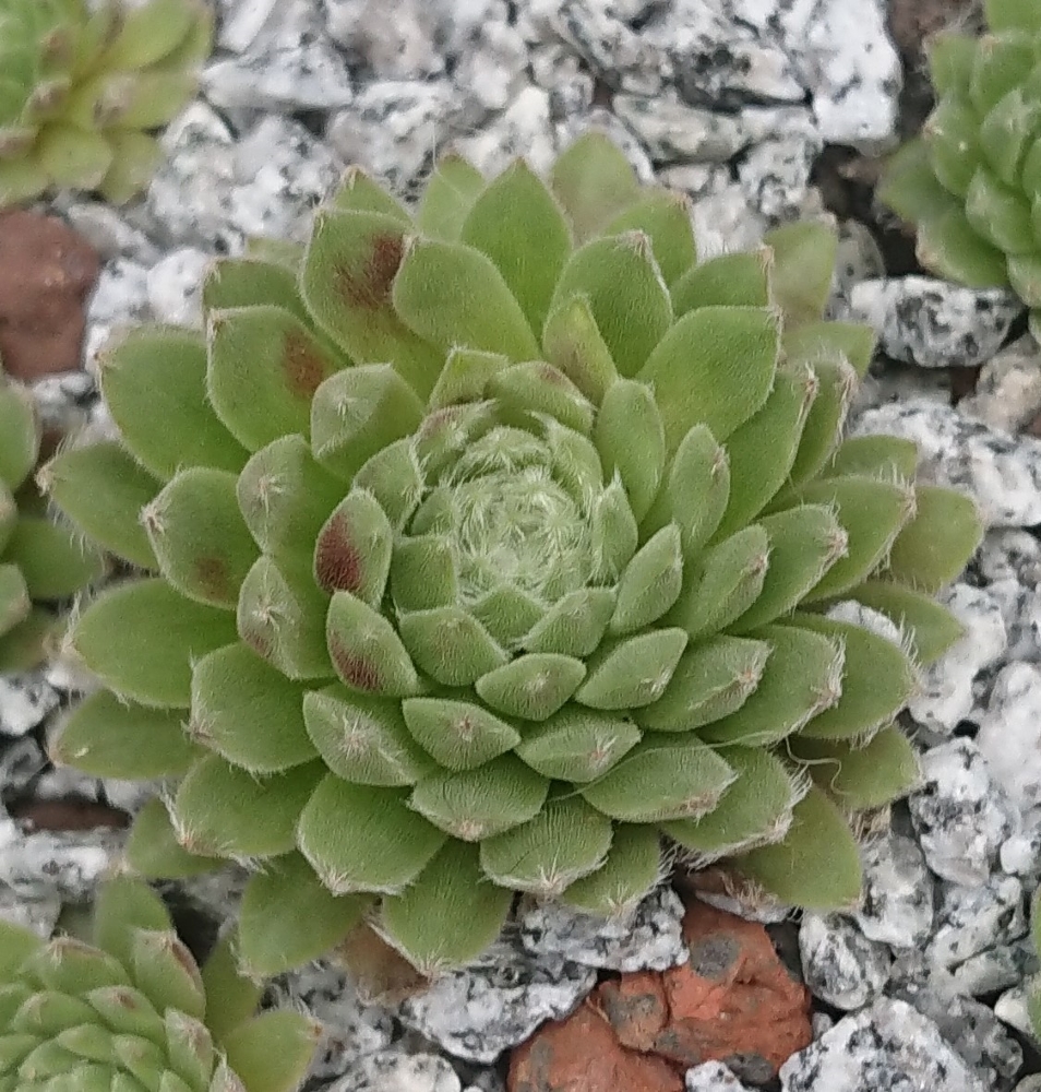 Eisblume