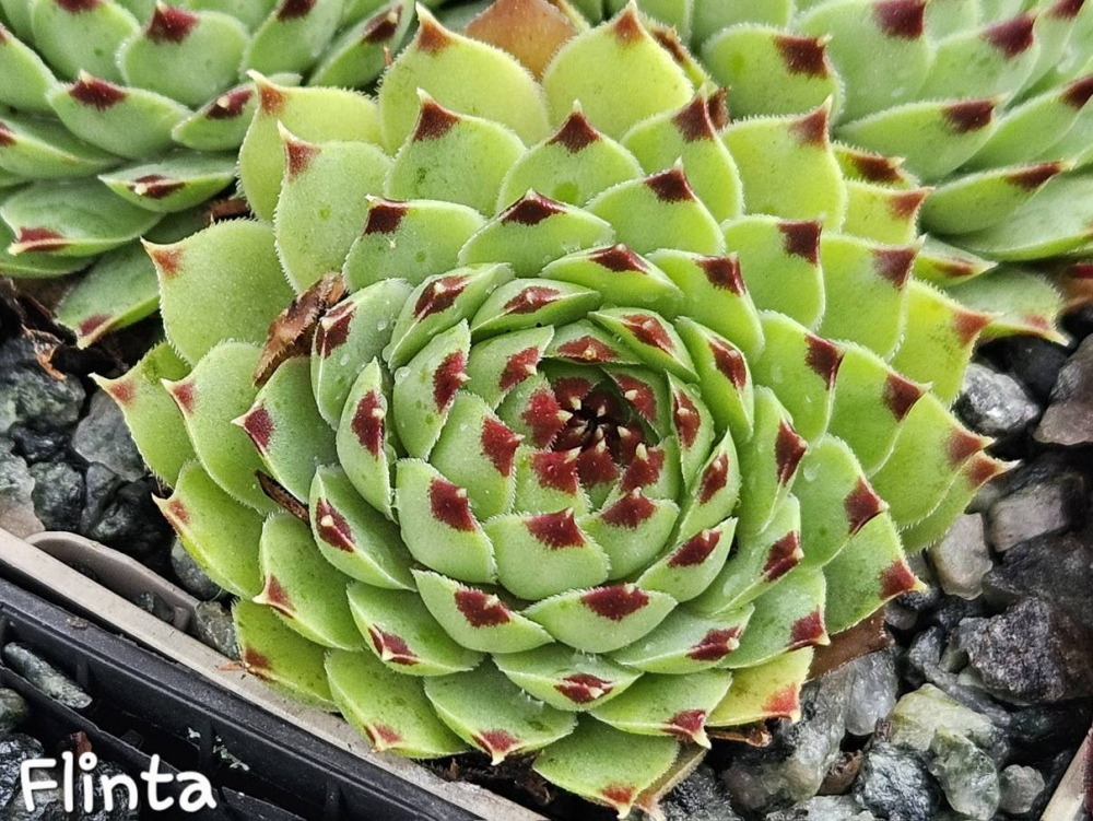 Flinta