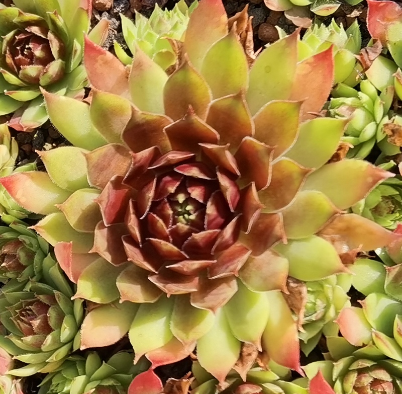Floreana