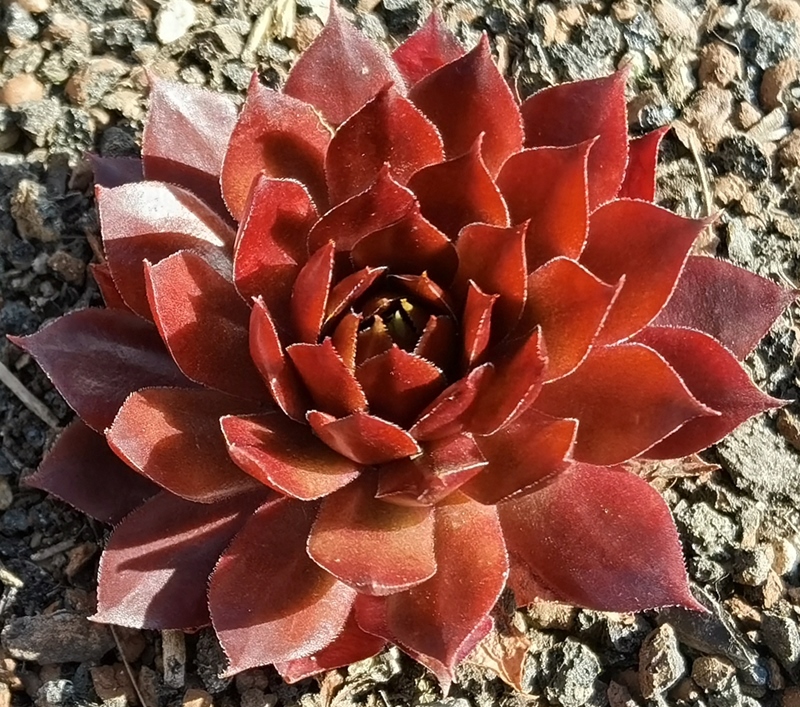 Floreana