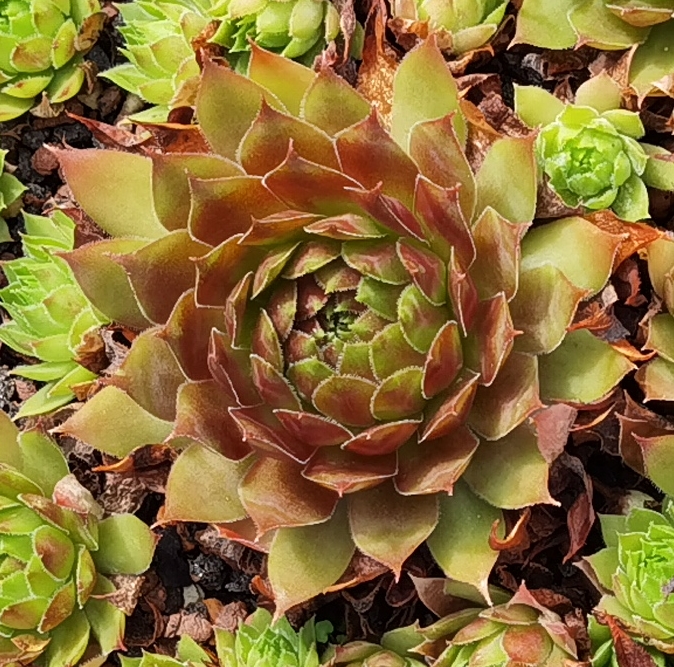 Floreana