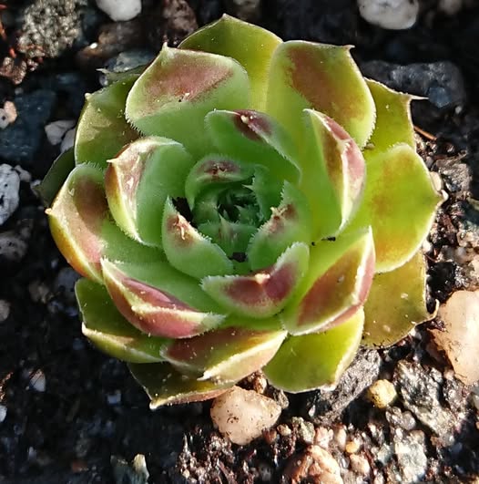 IDOLS EYE