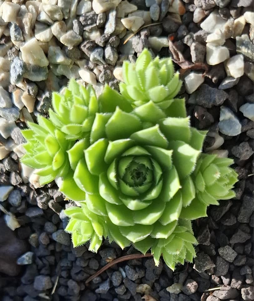 Kleiner Wasserfrosch_Jovi