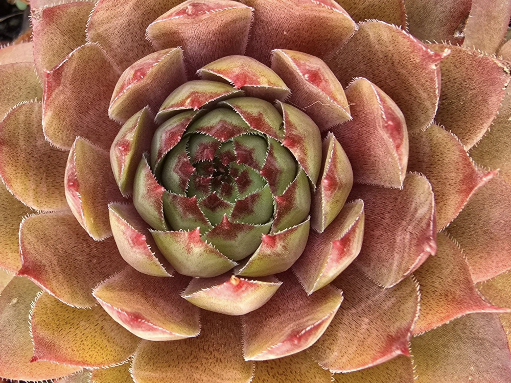 Lynn's Rose Gold