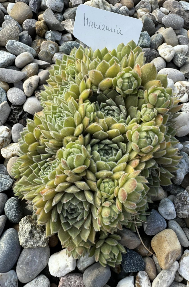 Mamamia