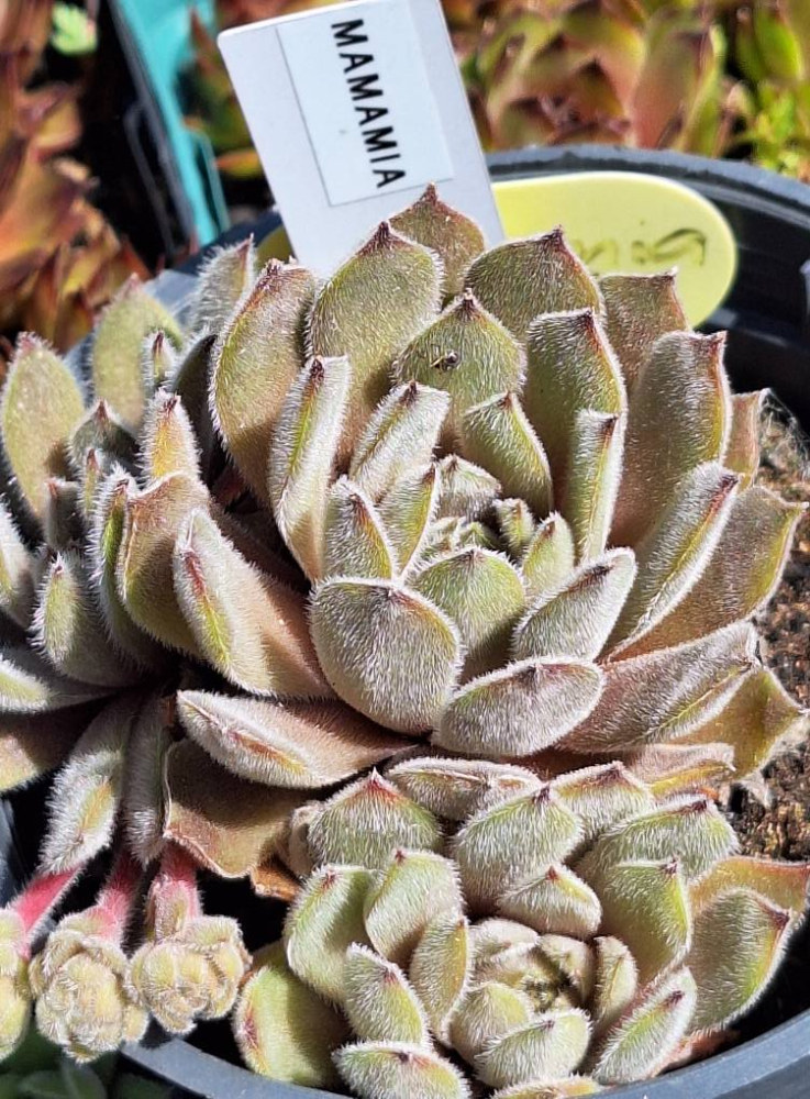 Mamamia
