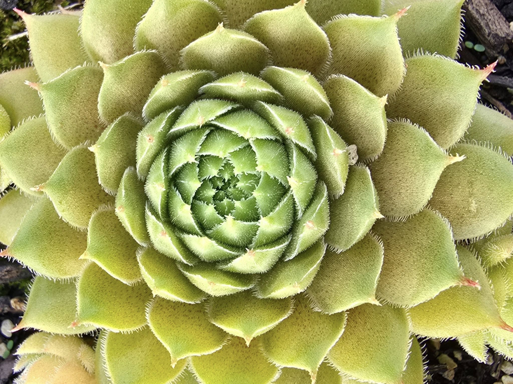 Melonensorbet