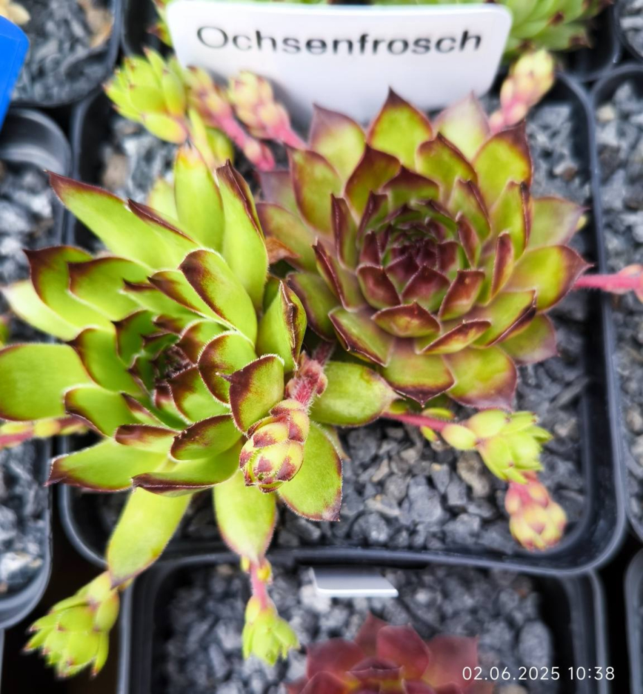 Ochsenfrosch