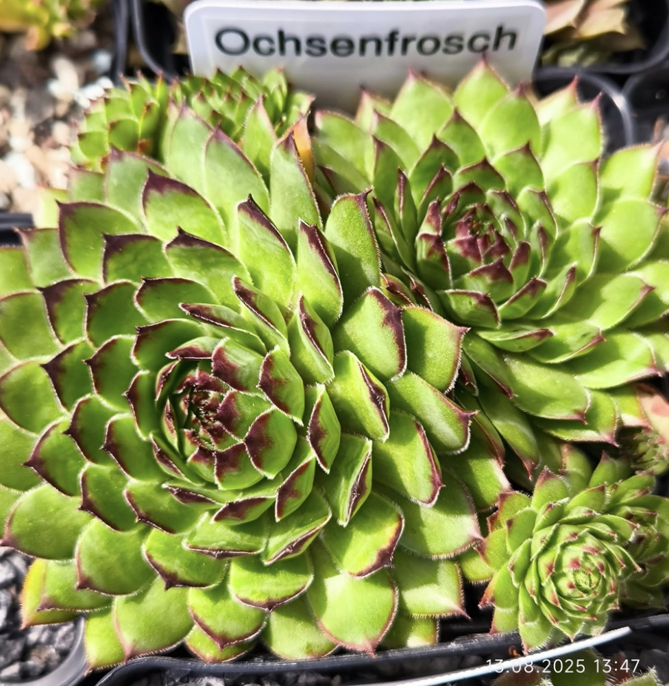 Ochsenfrosch 