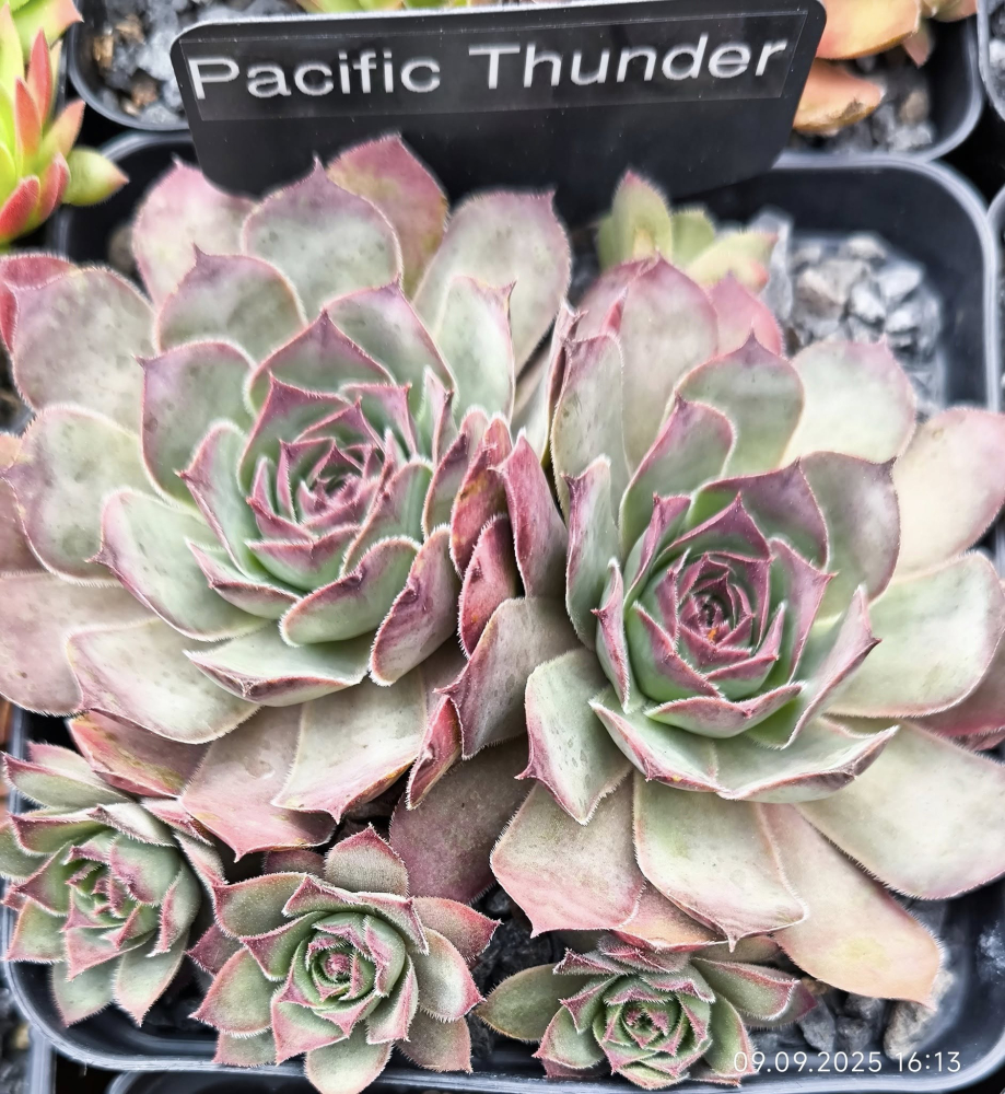 Pacific Thunder