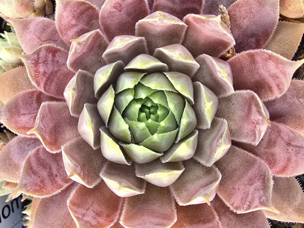 Pink Paloma