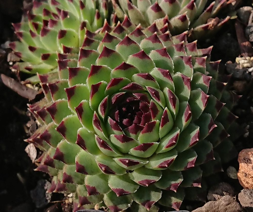 Porcupine