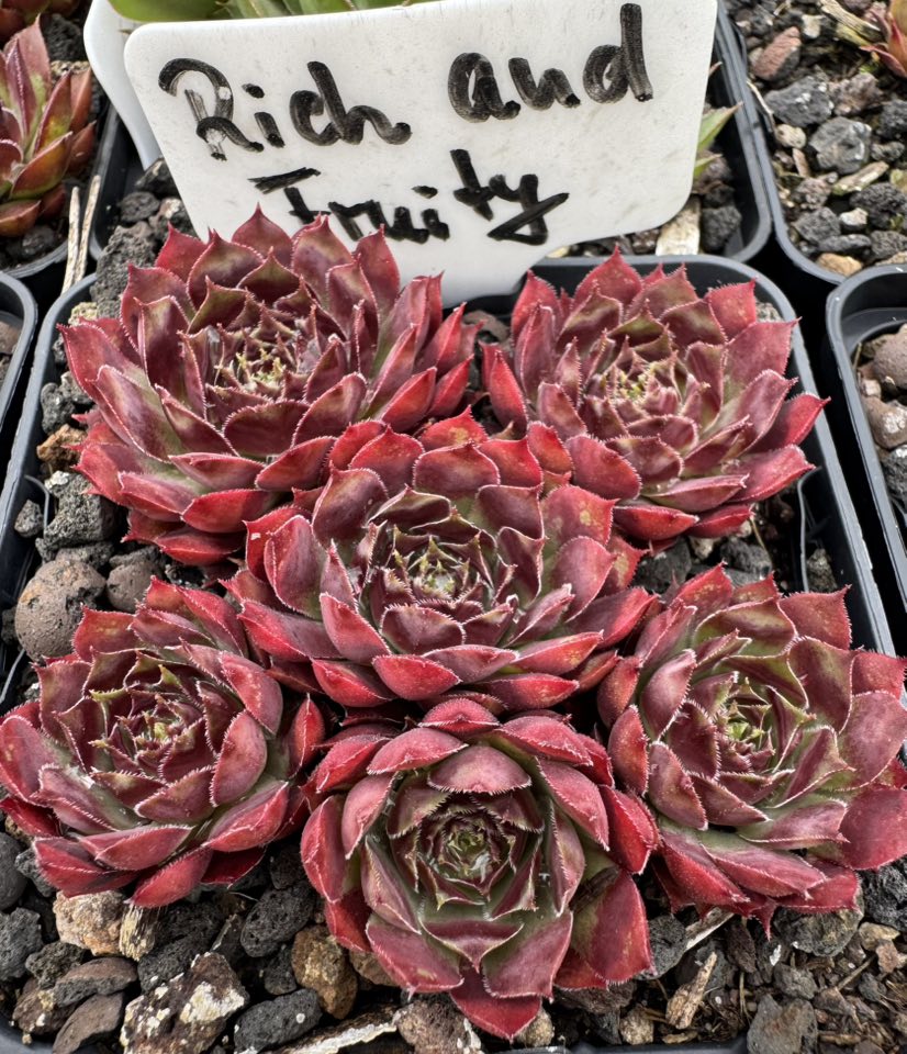 Rich and Fruity