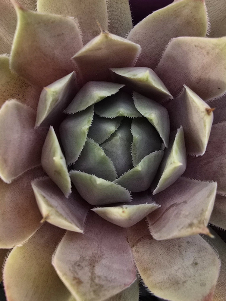 Rosa Wolken