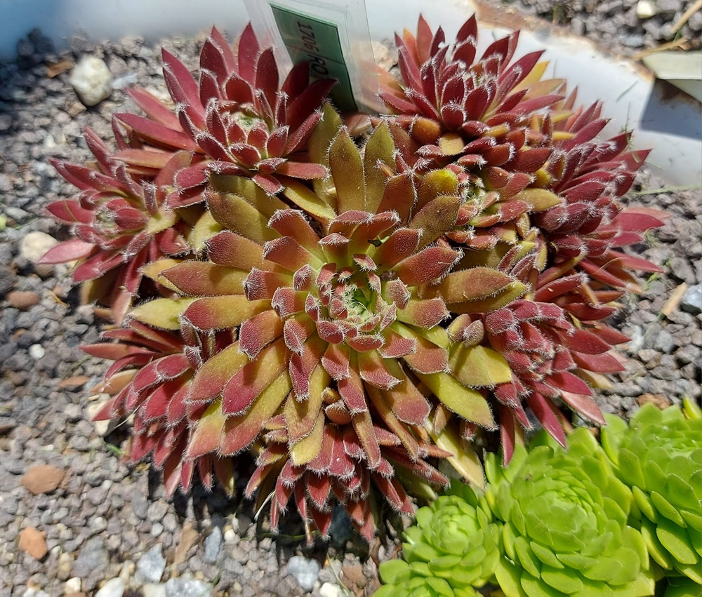 Rotbauchunke