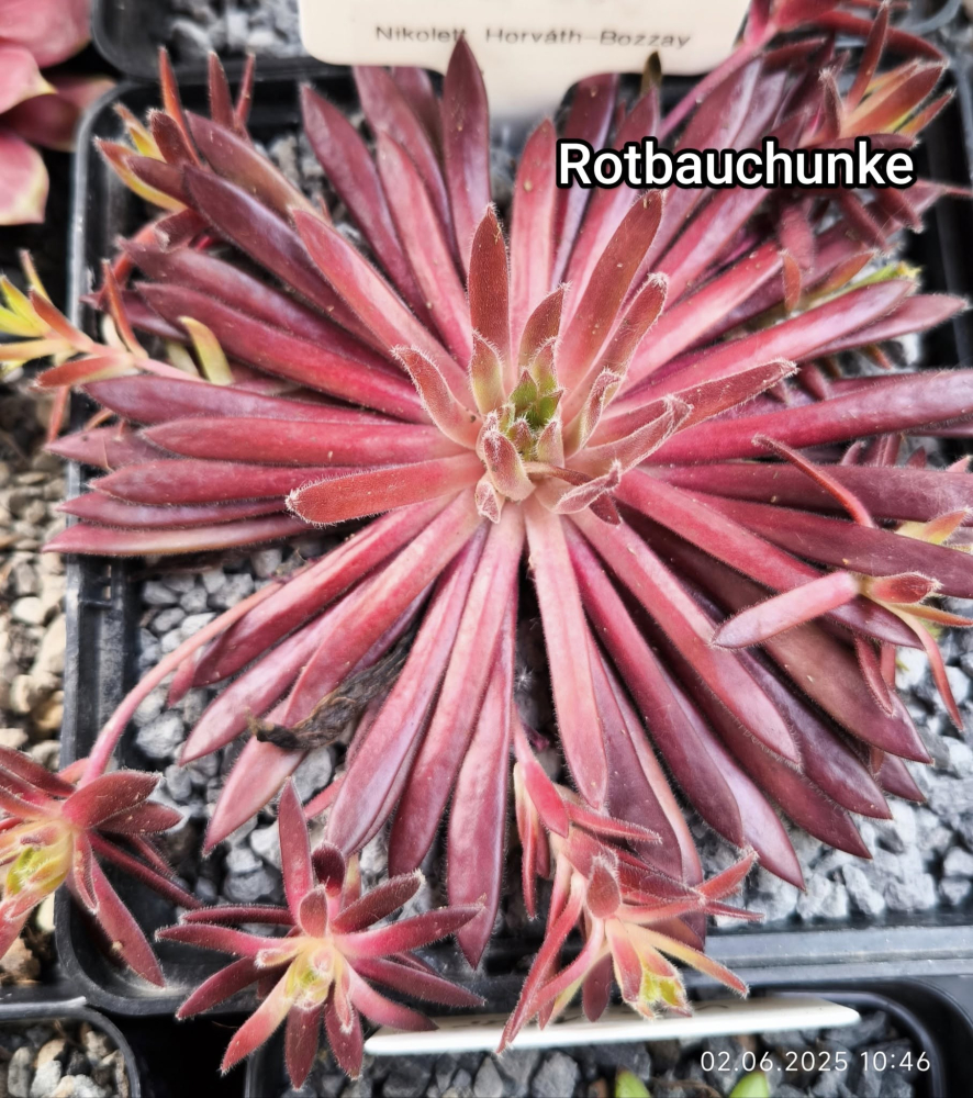 Rotbauchunke