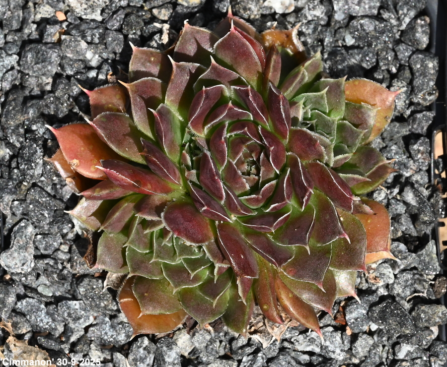 Cimmanon / Jovi