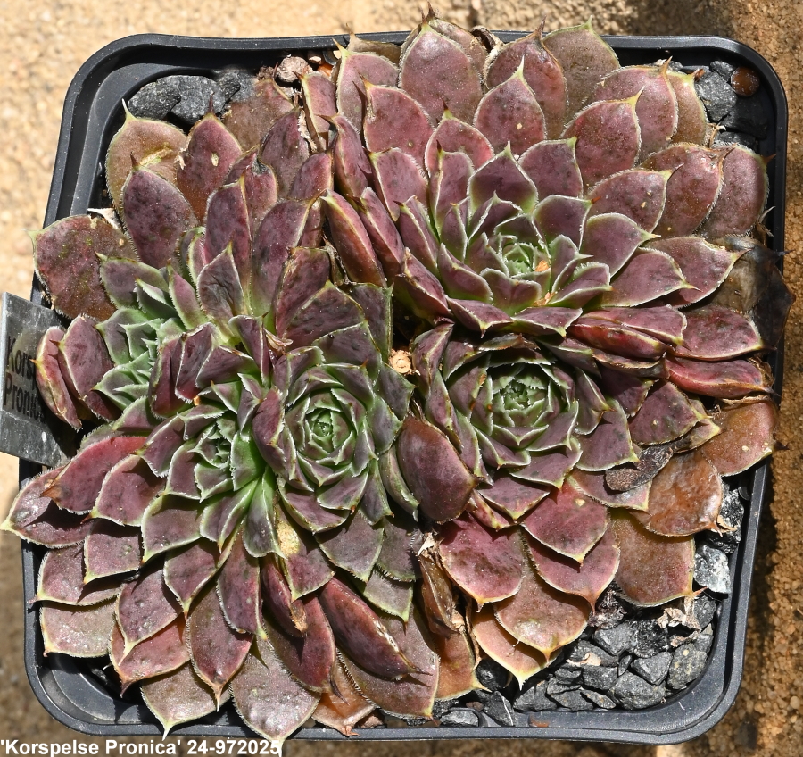 Korspelse Pronica / Jovi
