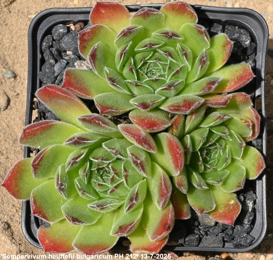 heuffelii (bulgaricum)