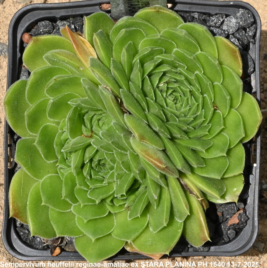 heuffelii (reginae-amaliae) from Stara Planina