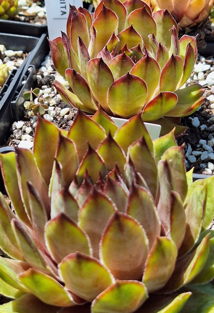 Senorita