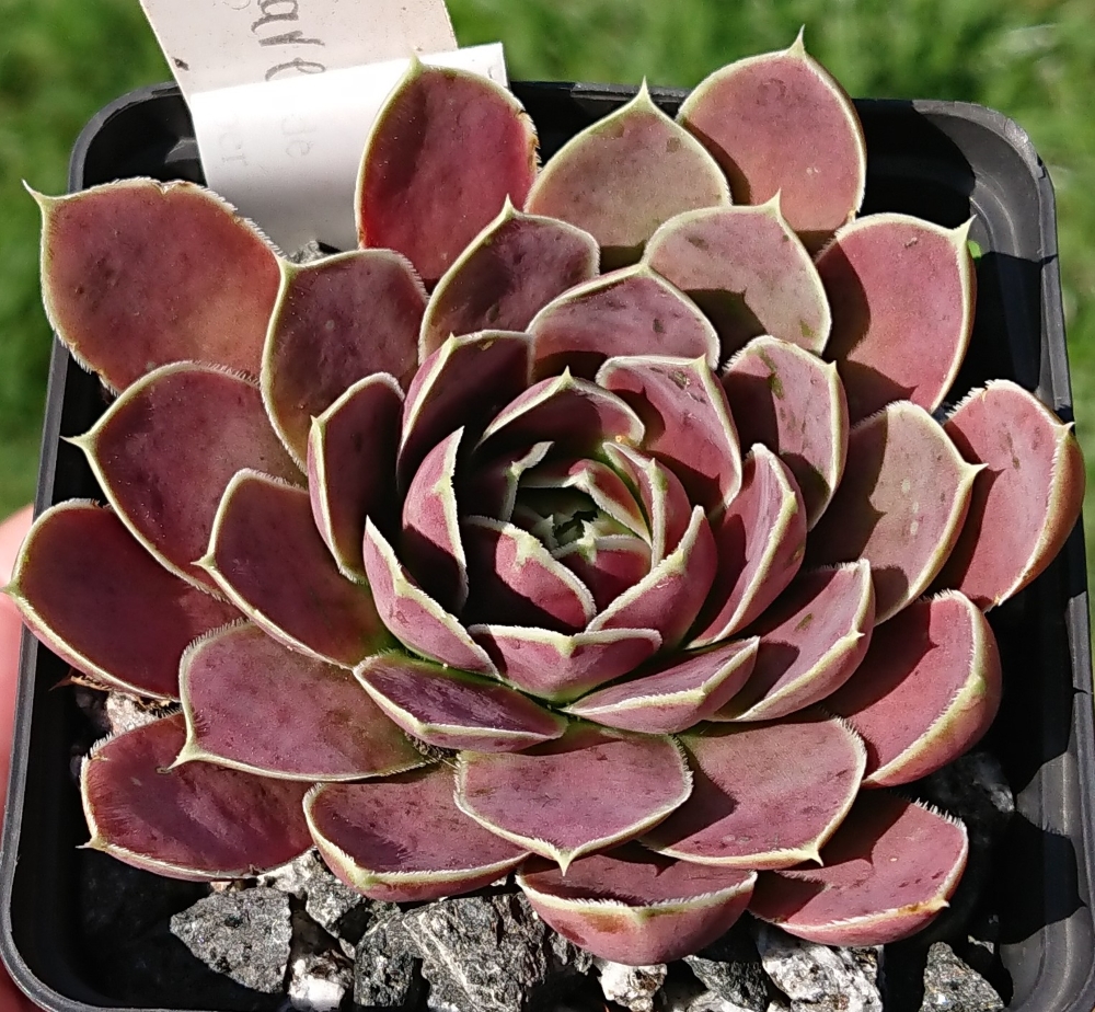 Violet Flare