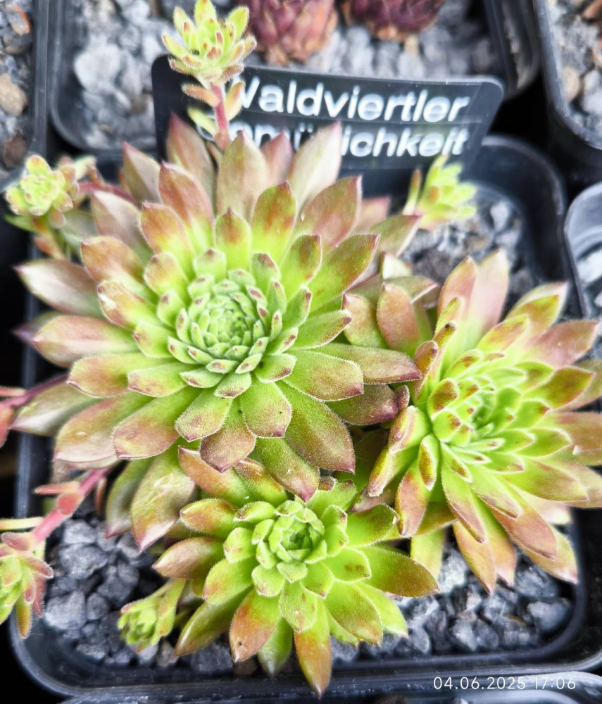Waldviertler Gemütlichkeit