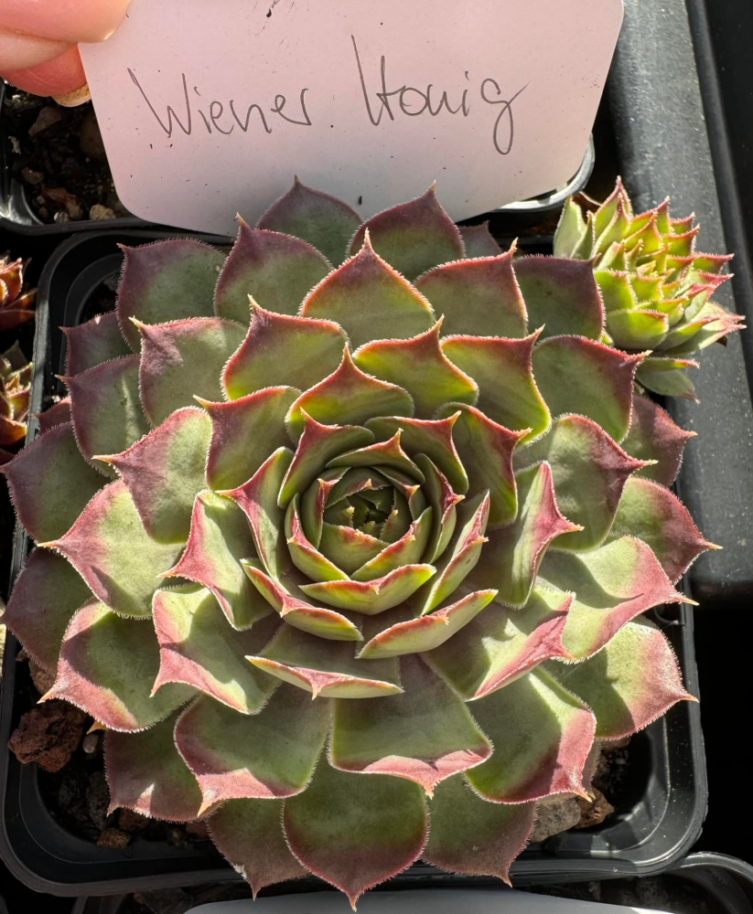 Wiener Honig