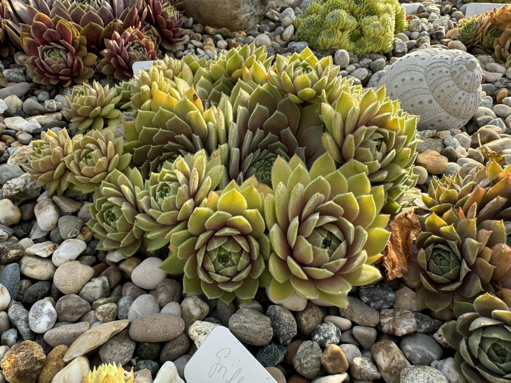 Yellow Citrin