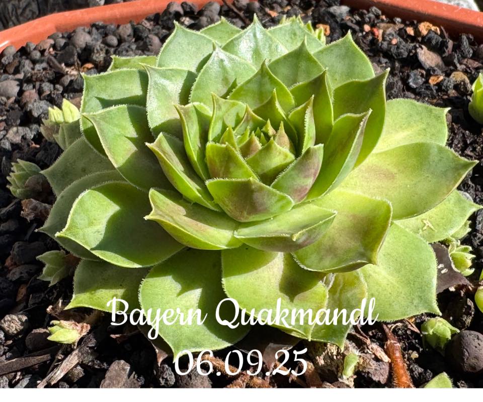 Bayern Quackmandl