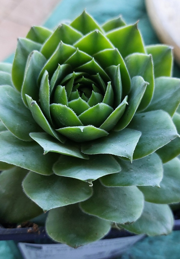 BigSam™ Jumbo Green Nicht gelistet!