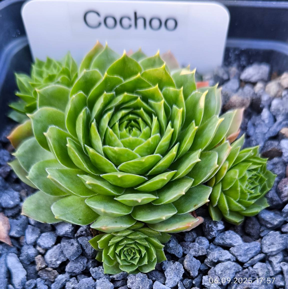 Cockoo