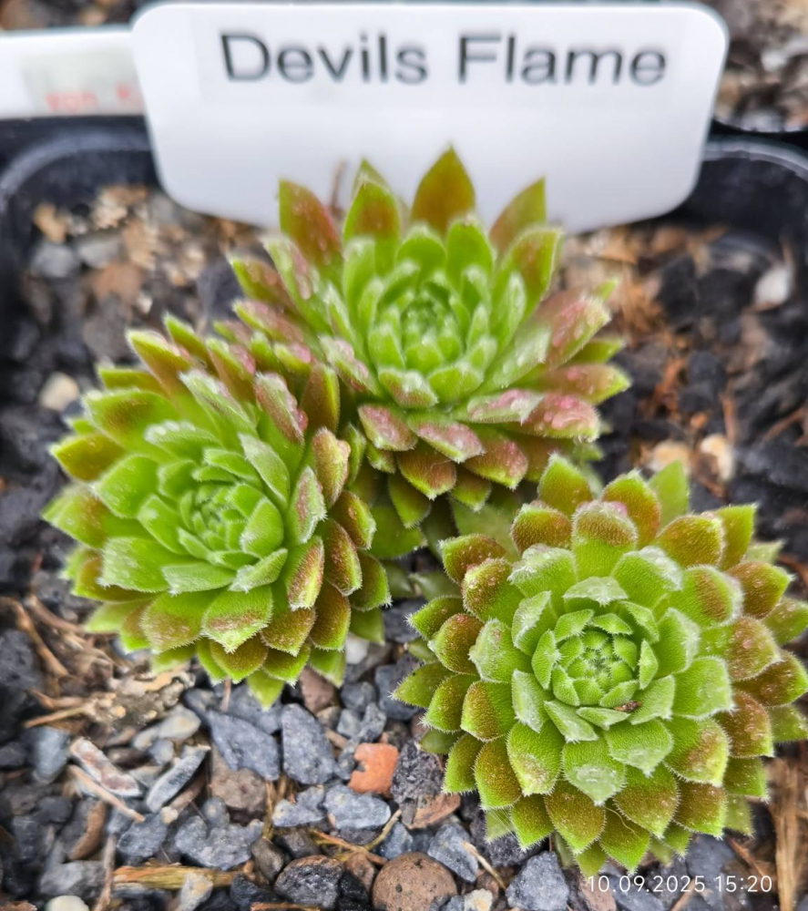 Devils Flame
