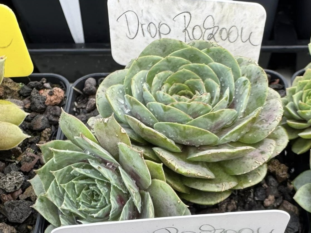 Drop Rockoon