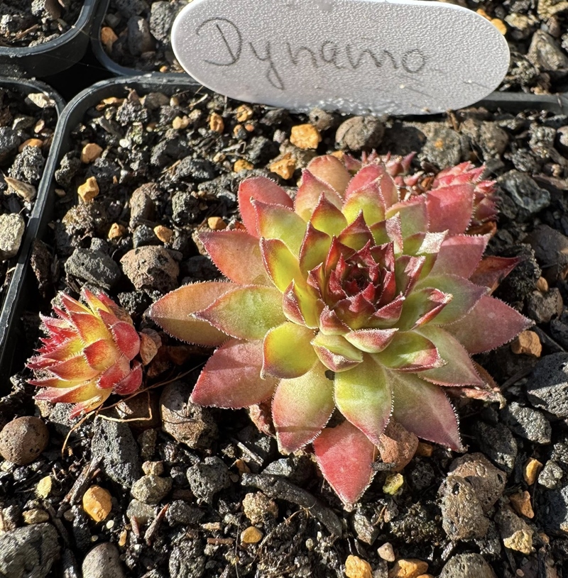 Dynamo