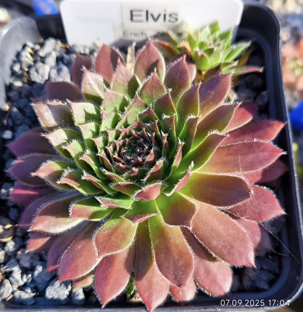 Elvis