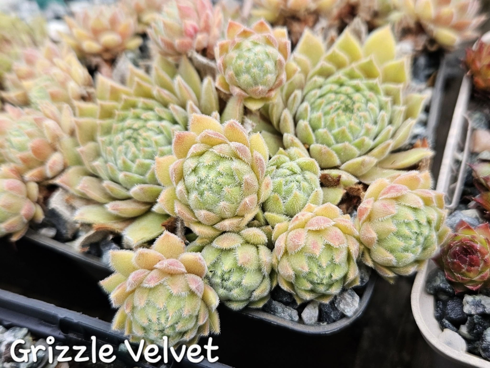 Grizzle Velvet