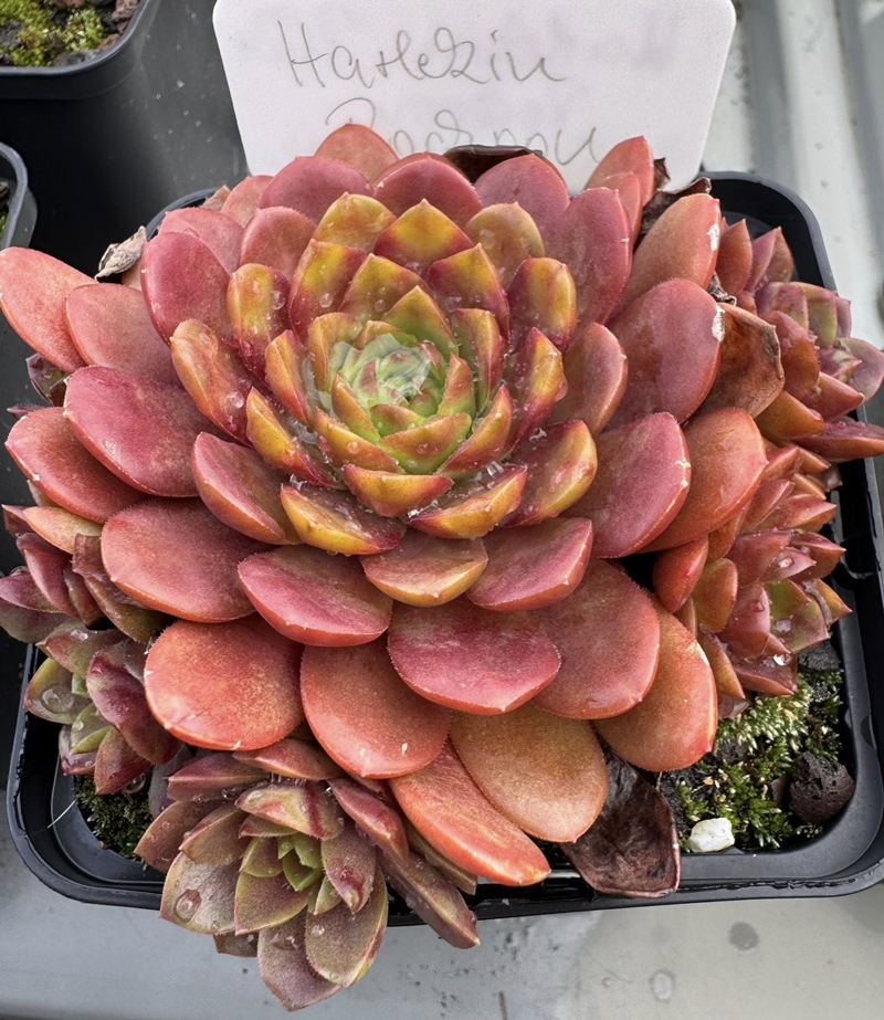 Harlekin Rockoon