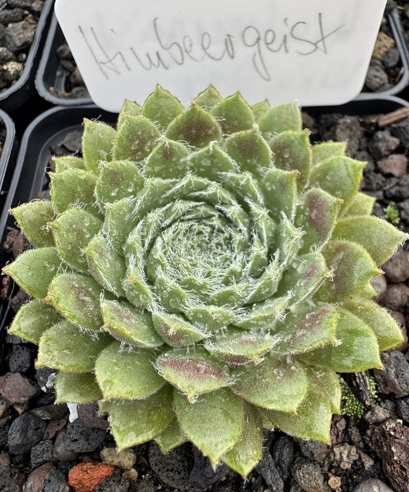 Himbeergeist
