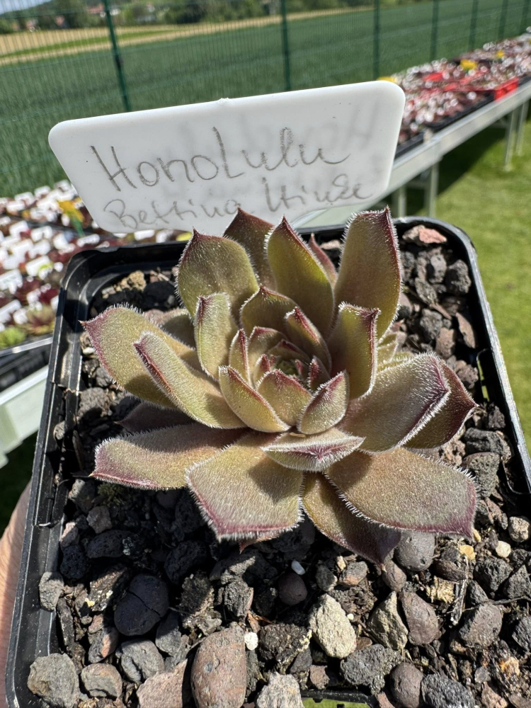 HonoLulu 