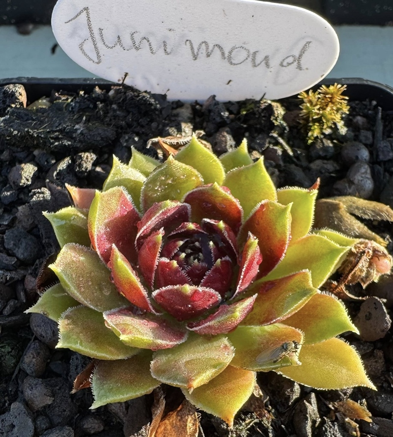 Junimond